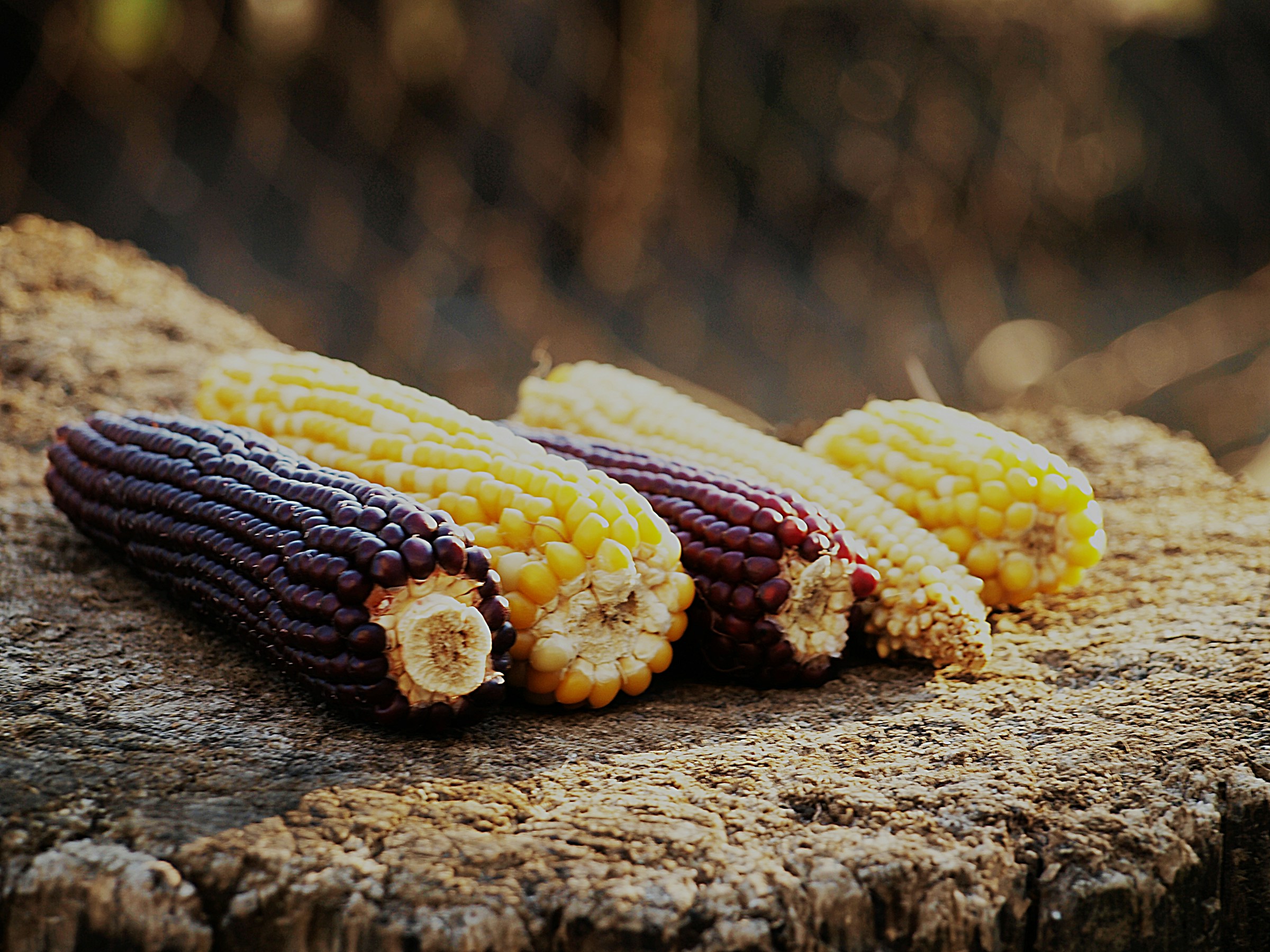 Several cobs of yellow and purple corn resting on a wooden surface.